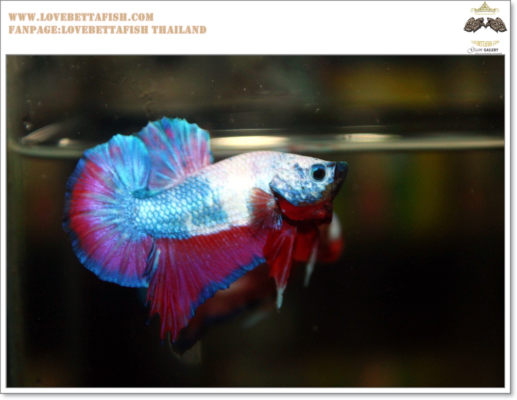 คัดเกรดปลากัดครีบสั้น-Halfmoon Plakat Fancy Dragon Quality Grade