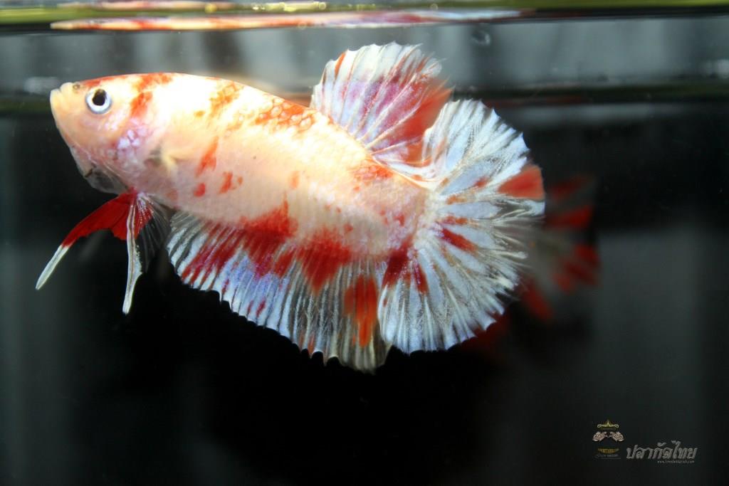 ปลากัดคัดเกรดครีบสั้น - Halfmoon Plakad Fancy Koi Quality Grade