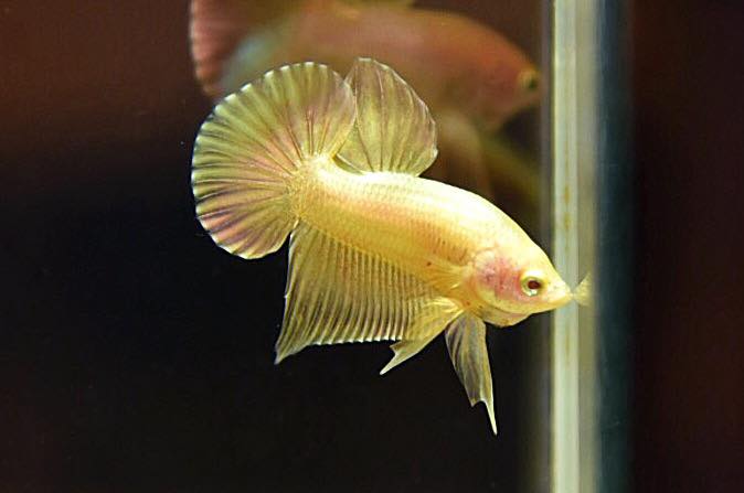 "ปลากัดสีทอง Super Gold" ปลากัดคัดเกรดครีบสั้น - Halfmoon Plakad Super Gold Quality Grade