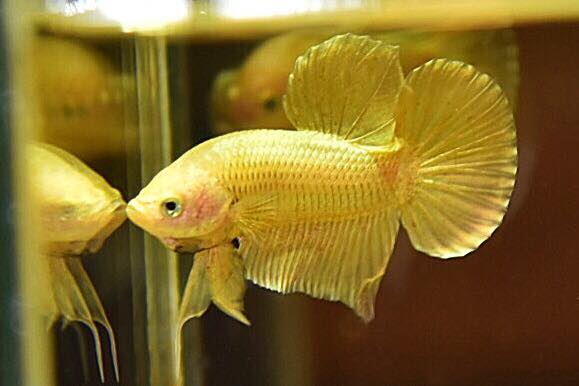 "ปลากัดสีทอง Super Gold" ปลากัดคัดเกรดครีบสั้น - Halfmoon Plakad Super Gold Quality Grade