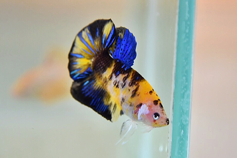 ปลากัดคัดเกรดครีบสั้น - Halfmoon Plakad Fancy Tiger Quality Grade