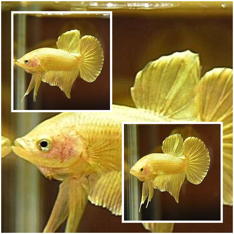 "ปลากัดสีทอง Super Gold" ปลากัดคัดเกรดครีบสั้น - Halfmoon Plakad Super Gold Quality Grade