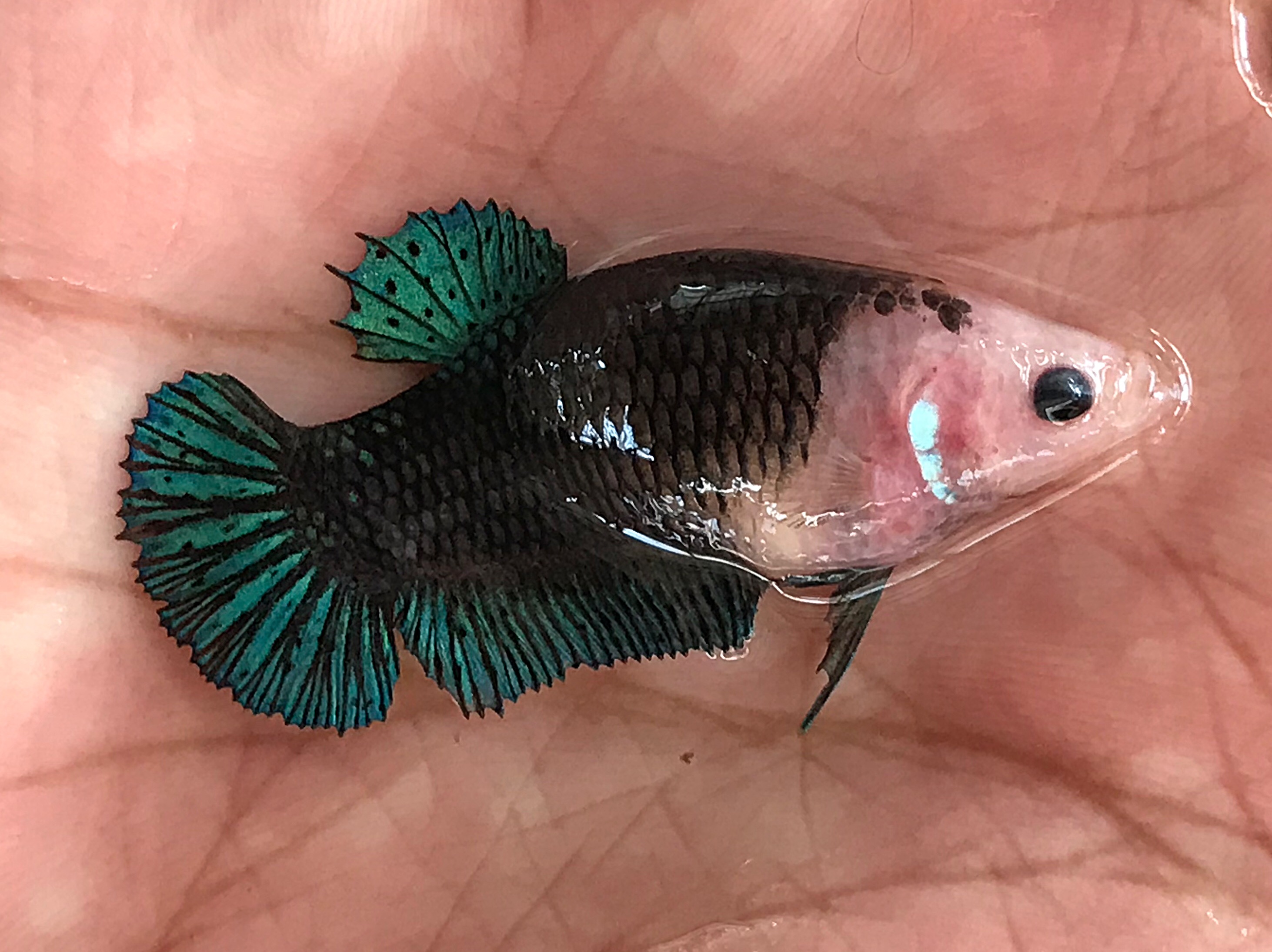 แม่พันธุ์ไข่เต็มท้องพร้อมผสม ปลากัดคัดเกรดครีบสั้นตัวเมีย - Female Halfmoon Plakad Green Black Premium Quality Grade