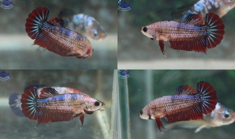 (ขายแล้วครับ)"คัดเกรด"ปลากัดครีบสั้นตัวเมีย-Female Halfmoon Plakats Fancy