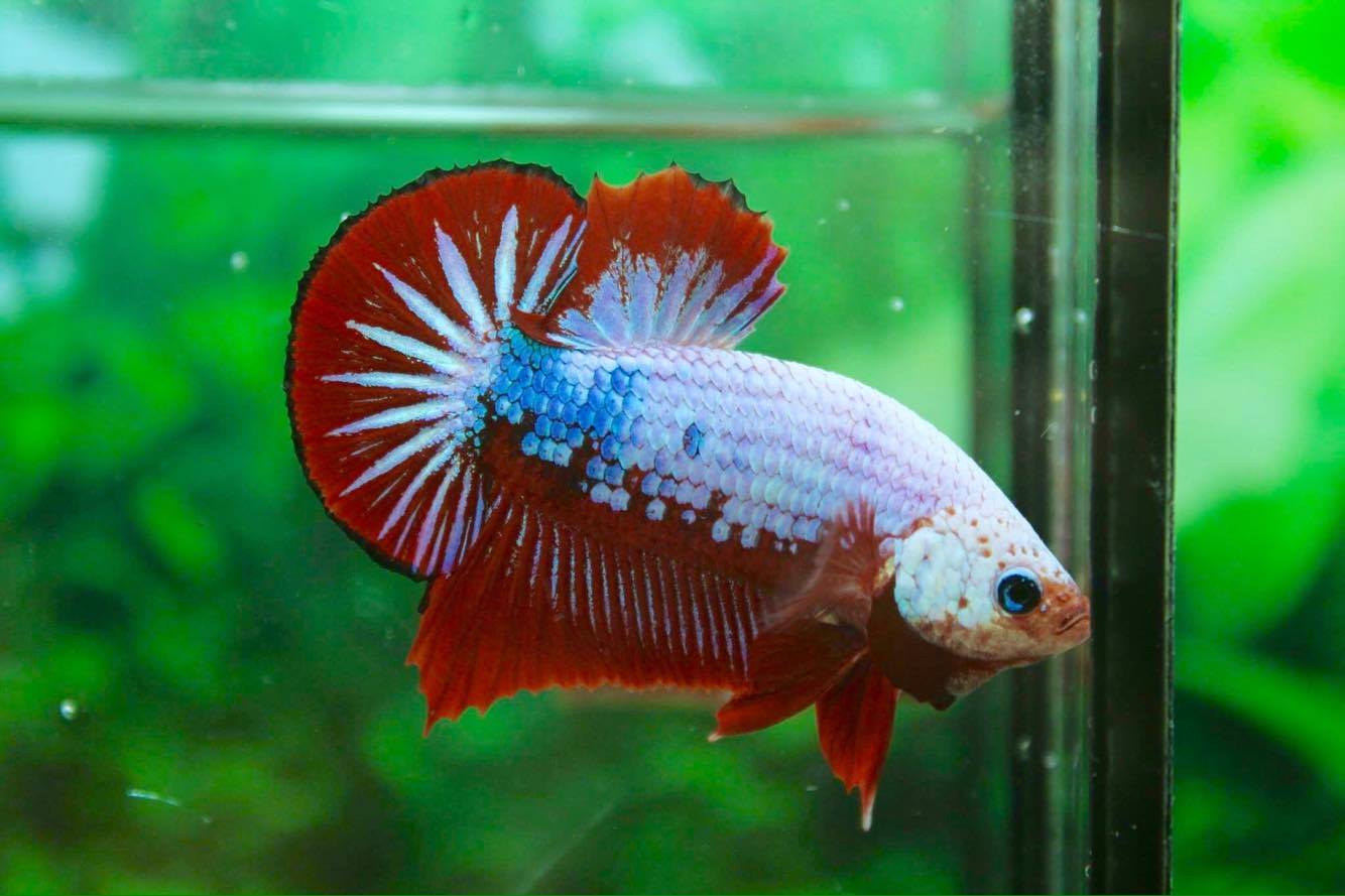 คัดเกรดปลากัดครีบสั้น-Halfmoon Plakad Premium Grade Fancy Dragon Big Tails