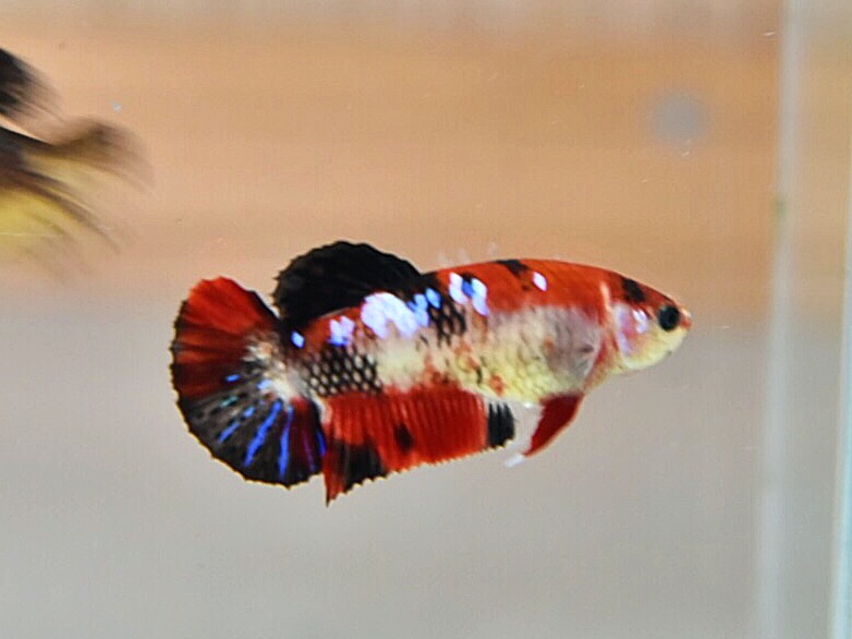ปลากัดคัดเกรดครีบสั้นแฟนซี"ตัวเมีย" - Female Halfmoon Plakad Fancy Premium Quality Grade