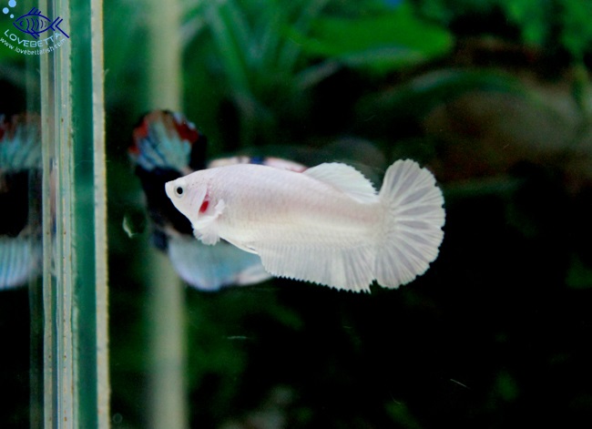 (ขายแล้วครับ)"คัดเกรด"ปลากัดครีบสั้นตัวเมีย-Halfmoon Plakats White Platinum Female Grade AAA