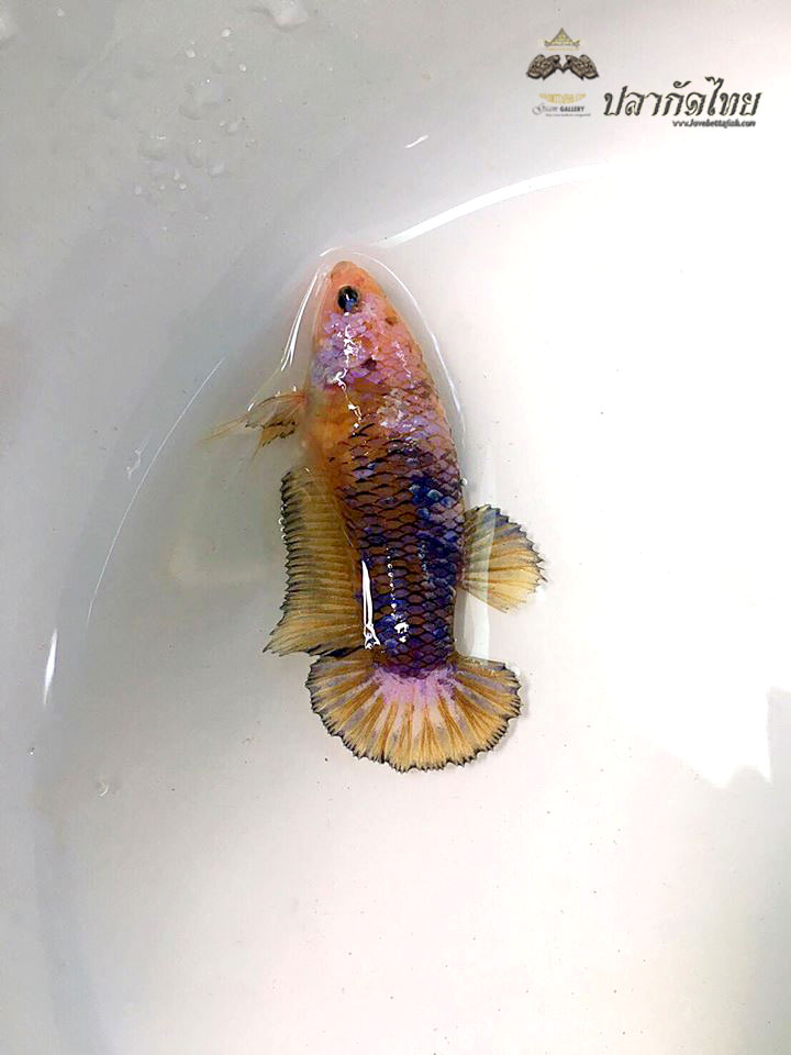 ปลากัดคัดเกรดครีบสั้นตัวเมีย - Female Halfmoon Plakad Fancy Quality Grade