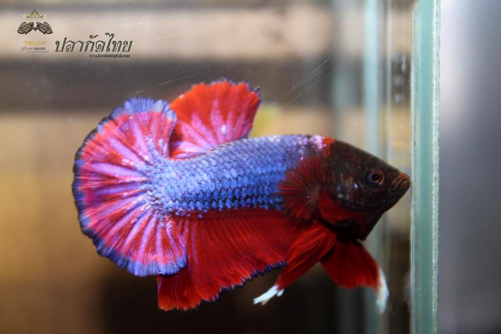 ปลากัดคัดเกรดครีบ - Halfmoon Plakad Red Devil Monster Premium Quality Grade