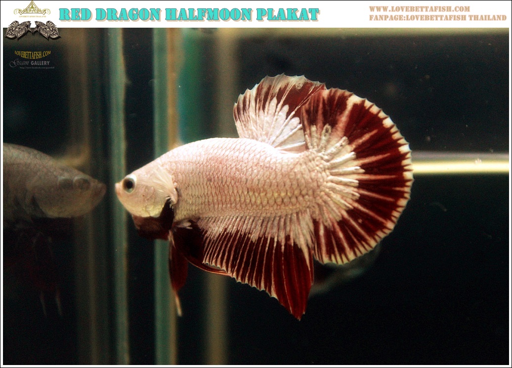 (ขายแล้วครับ)"คัดเกรด"ปลากัดครีบสั้น-Halfmoon Plakats Red Dragon