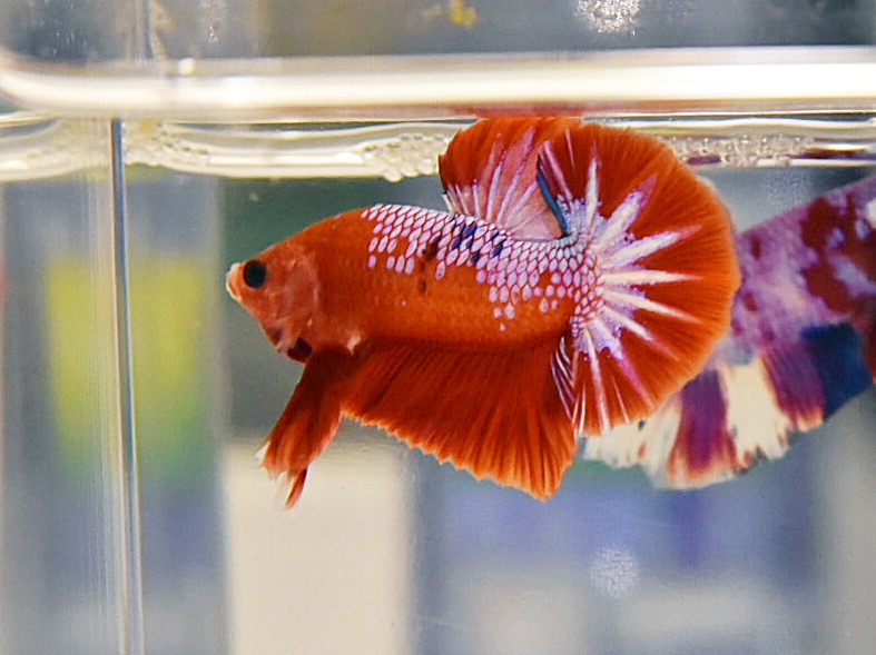 ปลากัดคัดเกรดครีบสั้น - Halfmoon Plakad Fancy Dragon Premium Quality Grade