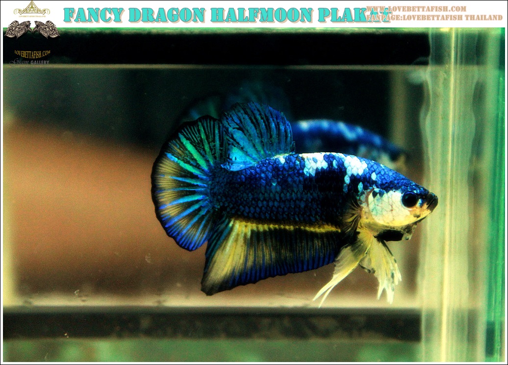 (ขายแล้วครับ)ปลากัดครีบสั้น-Halfmoon Plakat Fancy Blue Dragon Good Grade
