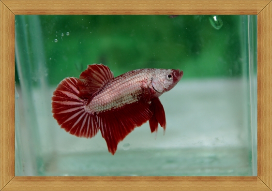 ปลากัดครีบสั้น - Halfmoon Plakats Red Dragon