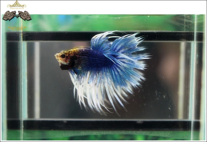 (ขายแล้วครับ)"คัดเกรด"ปลากัดครีบยาวหางมงกุฎ-Crown Tails Blue Sky White Fancy