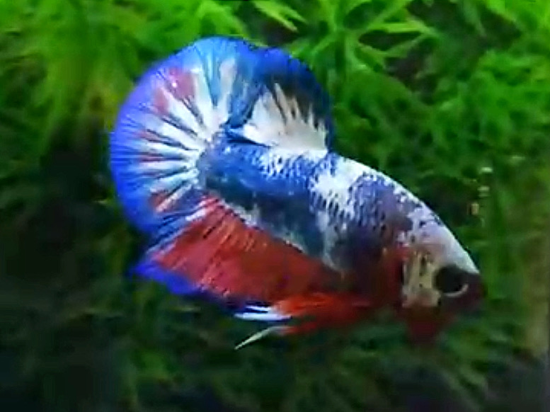 ปลากัดครีบสั้นคัดเกรด - Halfmoon Plakad Fancy Blue Dragon Premium Quality Grade
