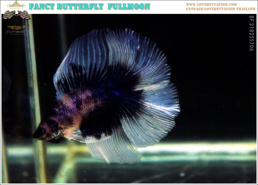 (ขายแล้วครับ)"คัดเกรด"ปลากัดครีบยาว หางพระจันทร์เต็มดวง หางคู่-Fullmoon BF Butterfly
