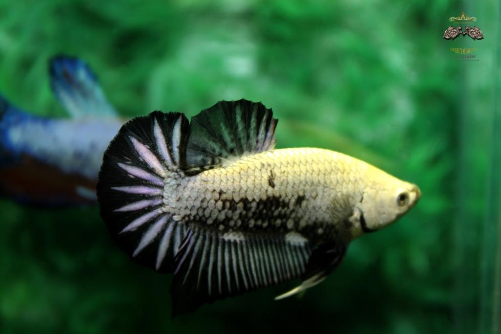 ปลากัดคัดเกรดครีบสั้น - Halfmoon Plakad Black Dragon Quality Grade