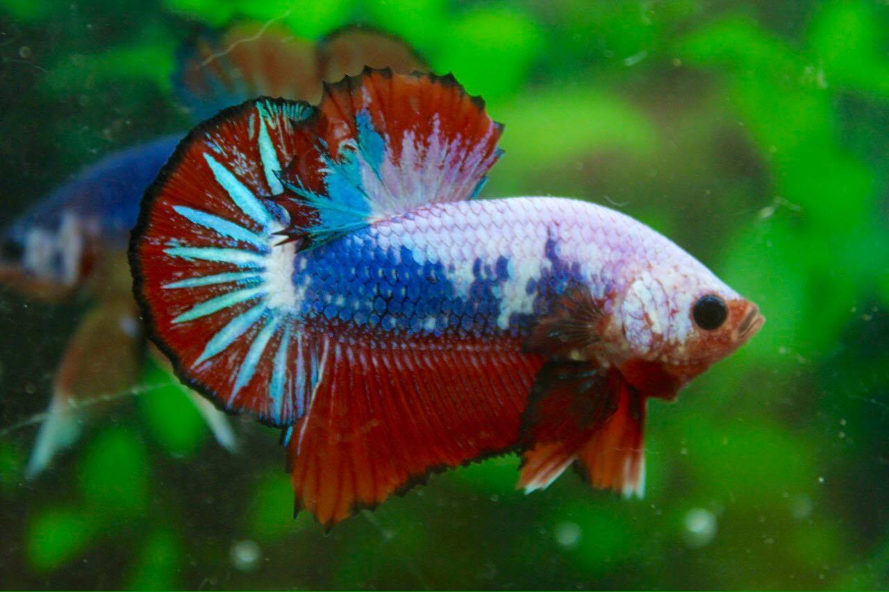 คัดเกรดปลากัดครีบสั้น-Halfmoon Plakad Premuim Quality Grade Fancy Dragon AAA+