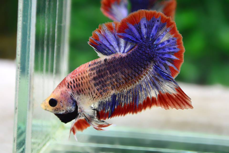 ปลากัดคัดเกรดครีบสั้น - Halfmoon Plakad Fancy Grizzle Thailand Premium Quality Grade AAA+