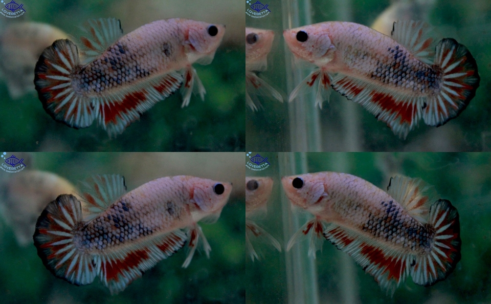 (ขายแล้วครับ)"คัดเกรดปลาวัยรุ่น"ปลากัดครีบสั้น-Halfmoon Plakats Fancy