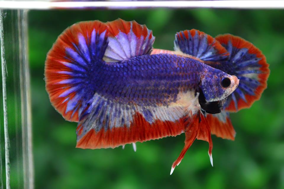 ปลากัดคัดเกรดครีบสั้น - Halfmoon Plakad Fancy Grizzle Thailand Premium Quality Grade AAA+