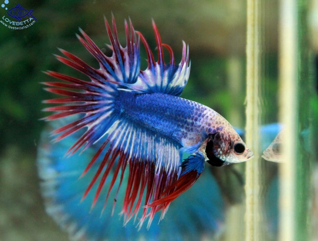 (ขายแล้วครับ)Crowntails Thailand