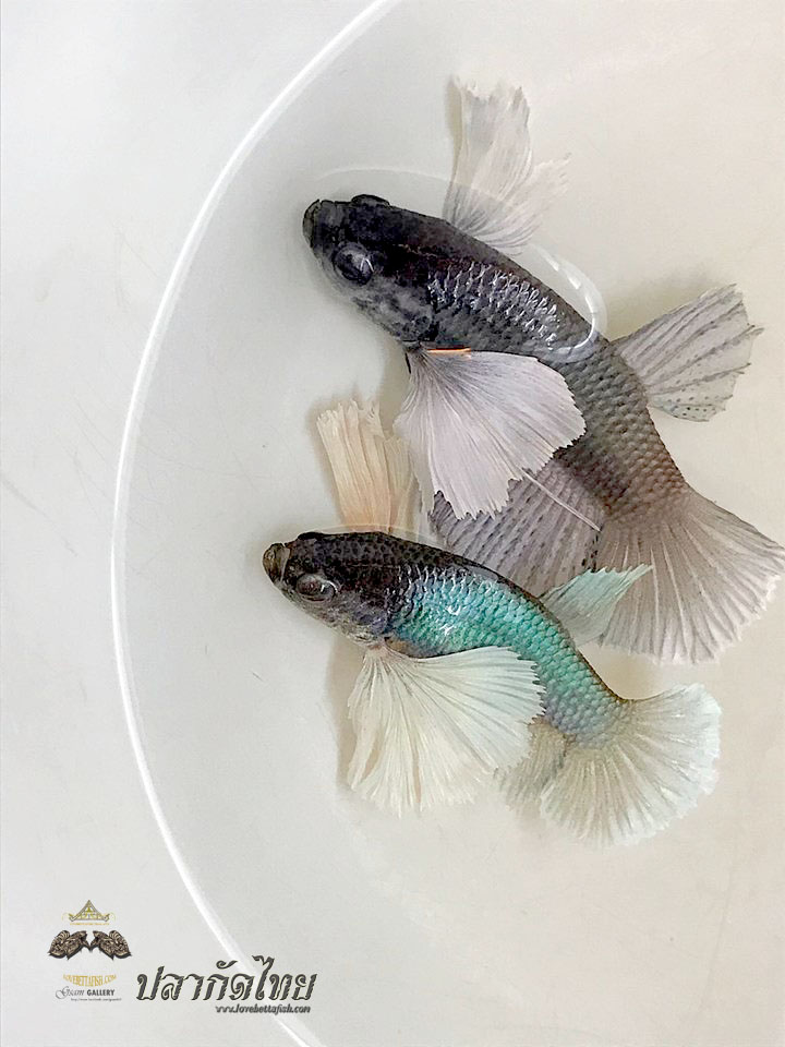 ปลากัดหูช้างคัดเกรดครีบสั้น 1 คู่ - Male + Female Halfmoon Plakad Big Ear Premium Quality Grade AAA+