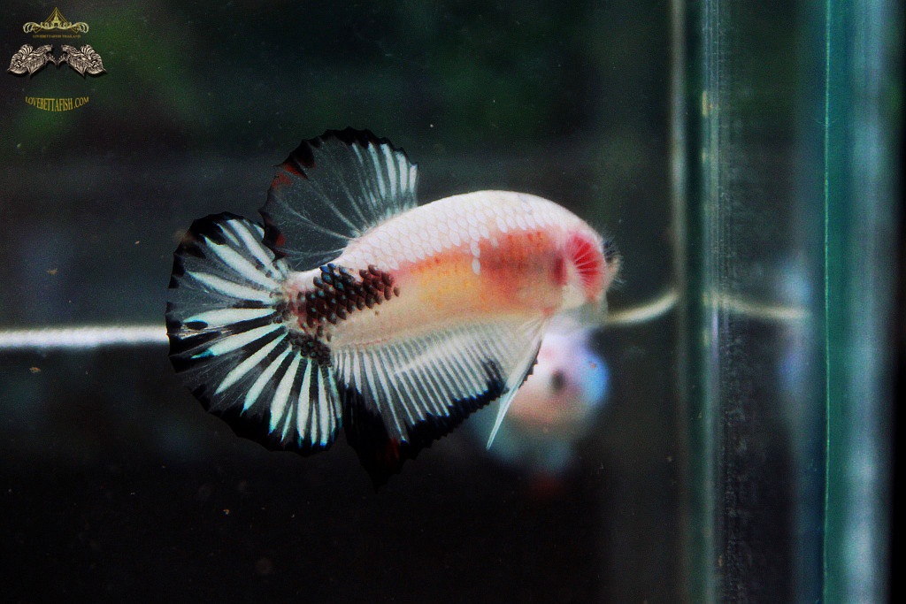 (ขายแล้วครับ)"คัดเกรด"ปลากัดครีบสั้น-Halfmoon Plakats Fancy Koi