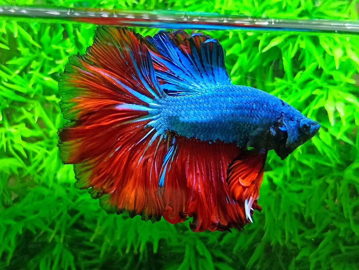 ปลากัดคัดเกรดครีบยาว - Halfmoon Fancy Dragon Premium Quality Grade