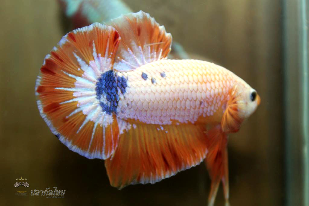 ปลาใหญ่ขนาดเกือบ 1.8-1.9 นิ้ว ปลากัดคัดเกรดครีบ - Halfmoon Plakad Fancy Orange Dragon Premium Quality Grade