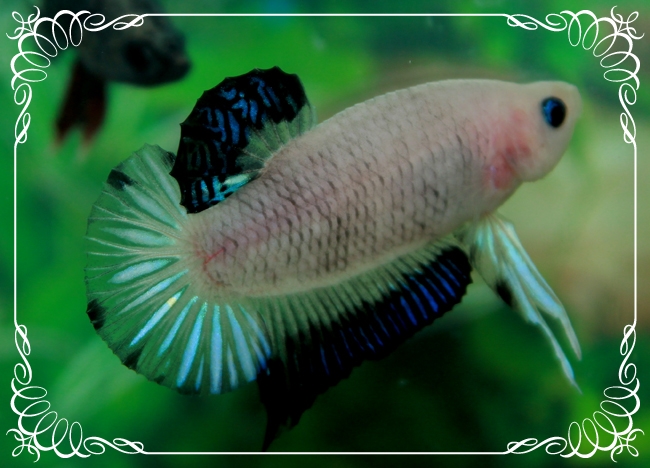 (ขายแล้วครับ)"คัดเกรด"ปลากัดครีบสั้นหางกางโอเวอร์-Fancy Halfmoon Plakats