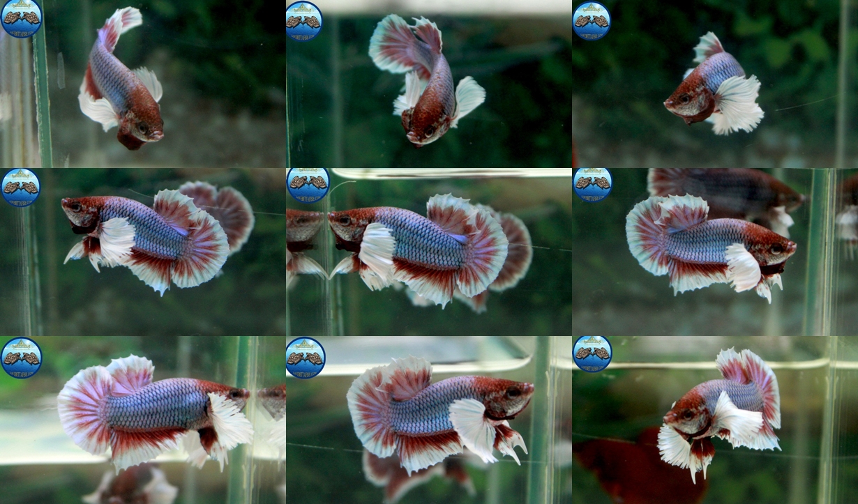 (ขายแล้วครับ)Big Ear หูช้าง "คัดเกรด"ปลากัดครีบสั้น-Halfmoon Plakats Big Ear Lavender