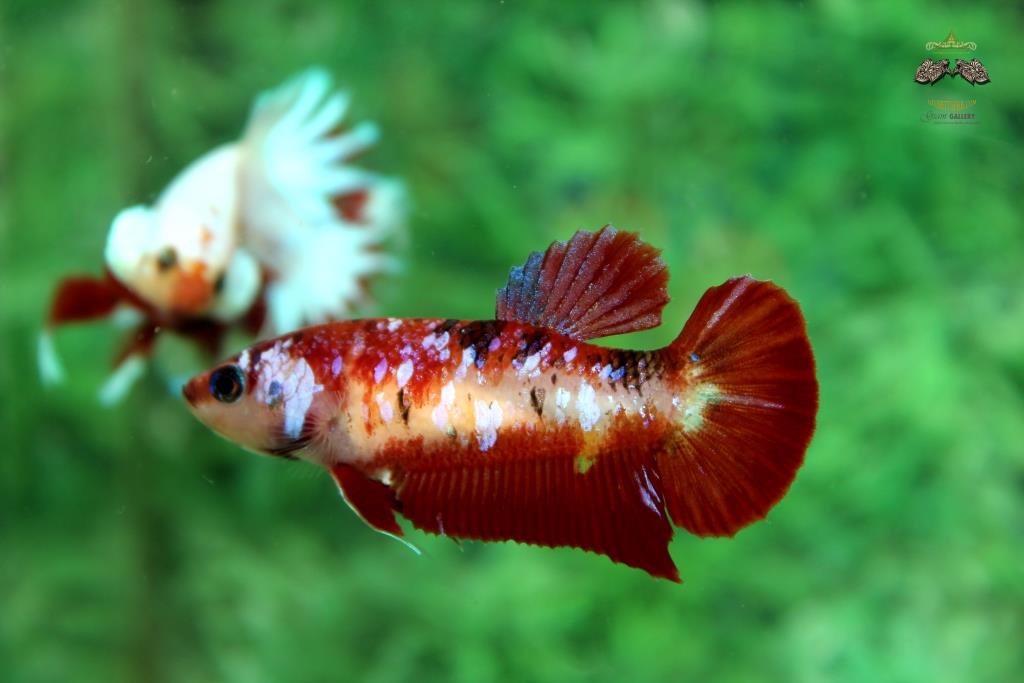 คัดเกรดปลากัดครีบสั้นตัวเมีย - Female Halfmoon Plakad Fancy Koi Quality Grade