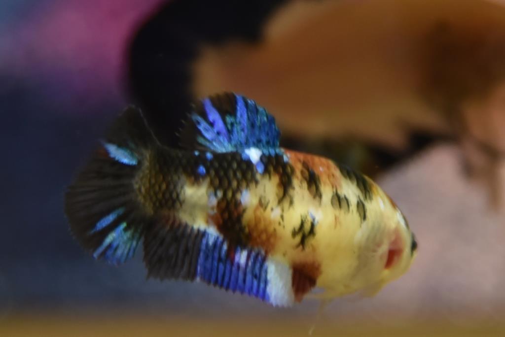 ปลากัดตัวเมียแฟนซีโค่ยกาแลคซี ปลากัดคัดเกรดครีบสั้น - Female Halfmoon Plakad Fancy Galaxy Premium Quality Grade