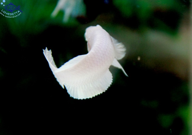 (ขายแล้วครับ)"คัดเกรด"ปลากัดครีบสั้นตัวเมีย-Halfmoon Plakats White Platinum Female Grade AAA