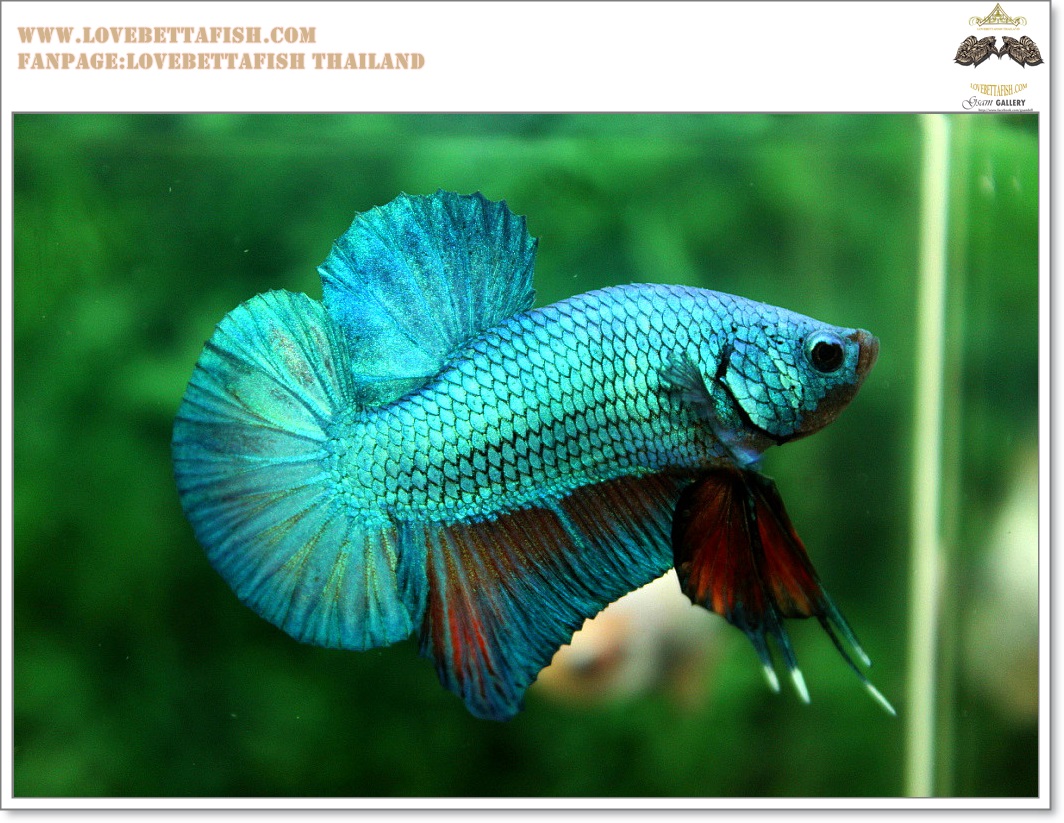 คัดเกรดปลากัดครีบสั้น-Halfmoon Plakat Green Fancy Dragon