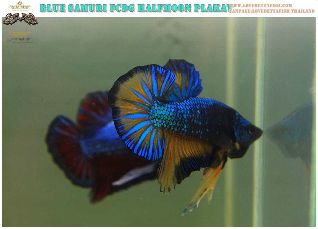 (ขายแล้วครับ)"คัดเกรด"ปลากัดครีบสั้น-Halfmoon Plakats Fancy Green Blue Samuri Mustrad