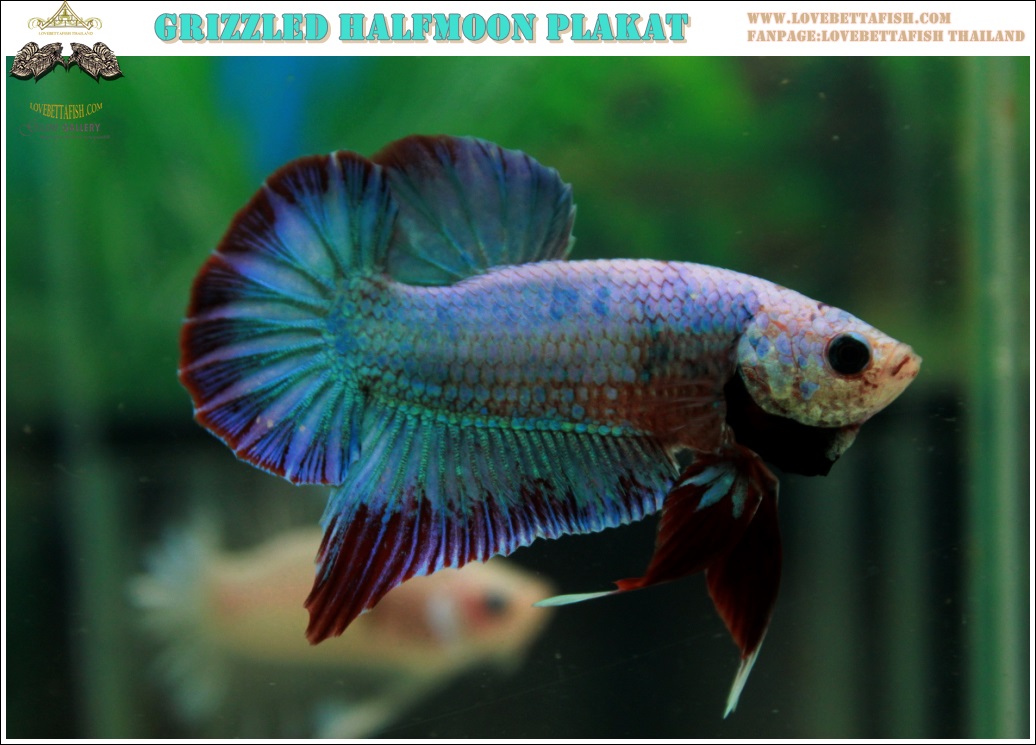(ขายแล้วครับ)"คัดเกรด"ปลากัดครีบสั้น-Halfmoon Plakats Fancy Grizzled