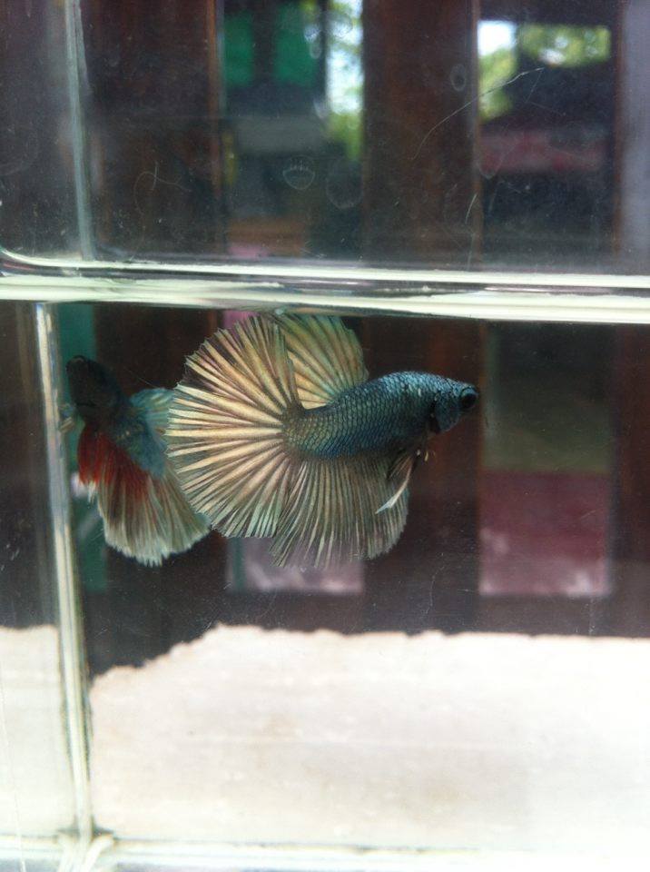 ปลากัดคัดเกรดครีบยาว - HalfmoonFancy Copper Quality Grade