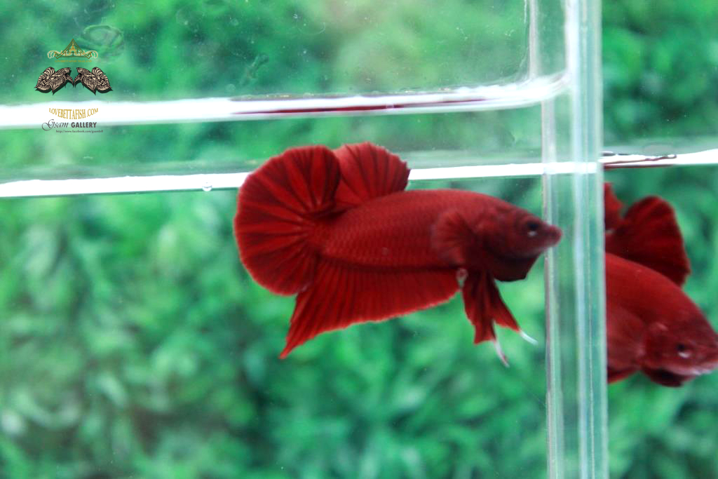 ปลากัดคัดเกรดครีบสั้น - Halfmoon Plakad Super Red Quality Grade