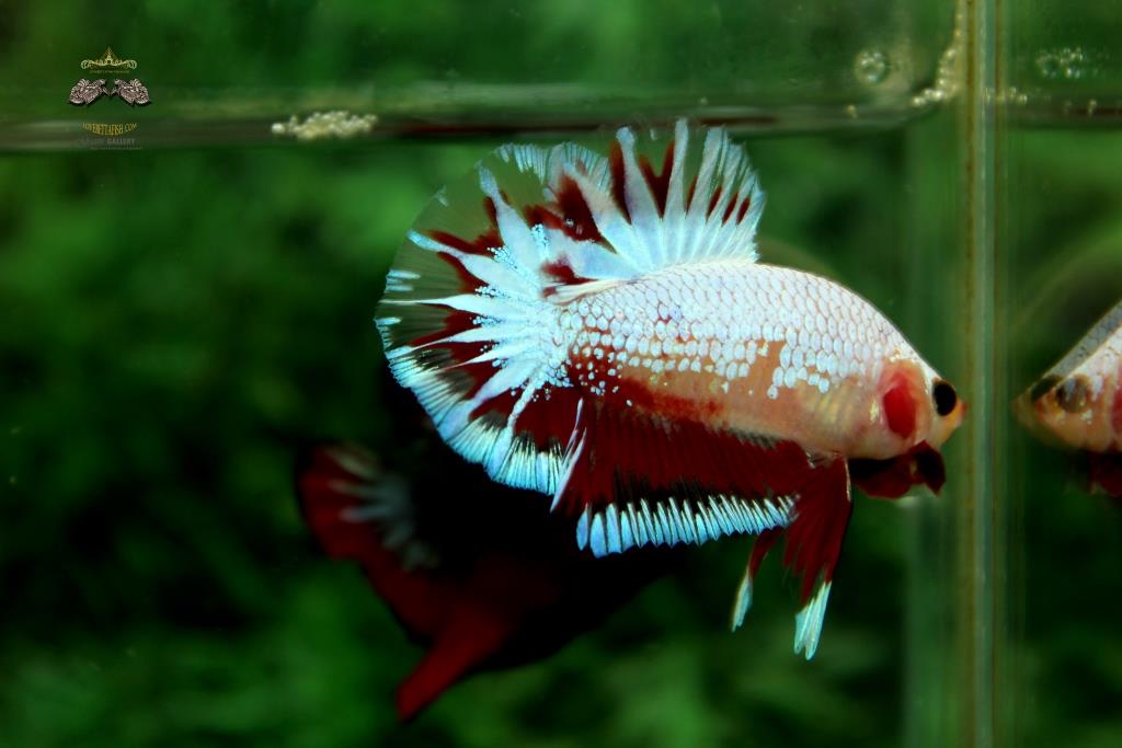 คัดเกรดปลากัดครีบสั้น - Halfmoon Plakad Premium Quality Grade Fancy Dragon AAA+ Short Body