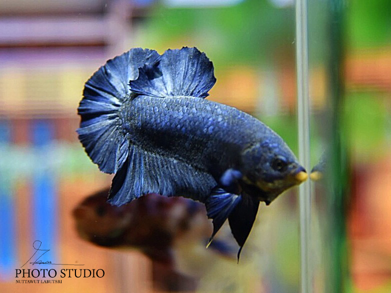 ปลากัดคัดเกรดครีบสั้นสีน้ำเงินเมททาลิค - Halfmoon Plakad Super Blue Metalic Platinum Premium Quality Grade
