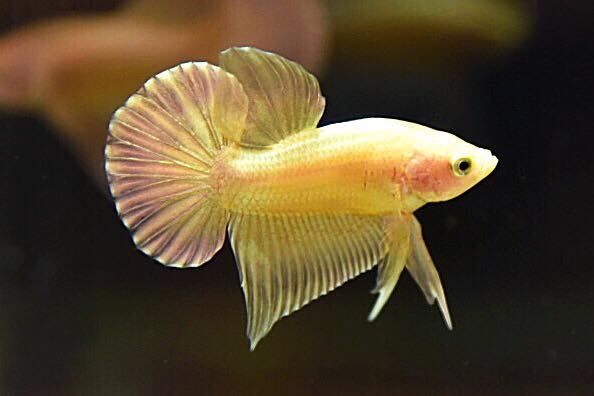 "ปลากัดสีทอง Super Gold" ปลากัดคัดเกรดครีบสั้น - Halfmoon Plakad Super Gold Quality Grade