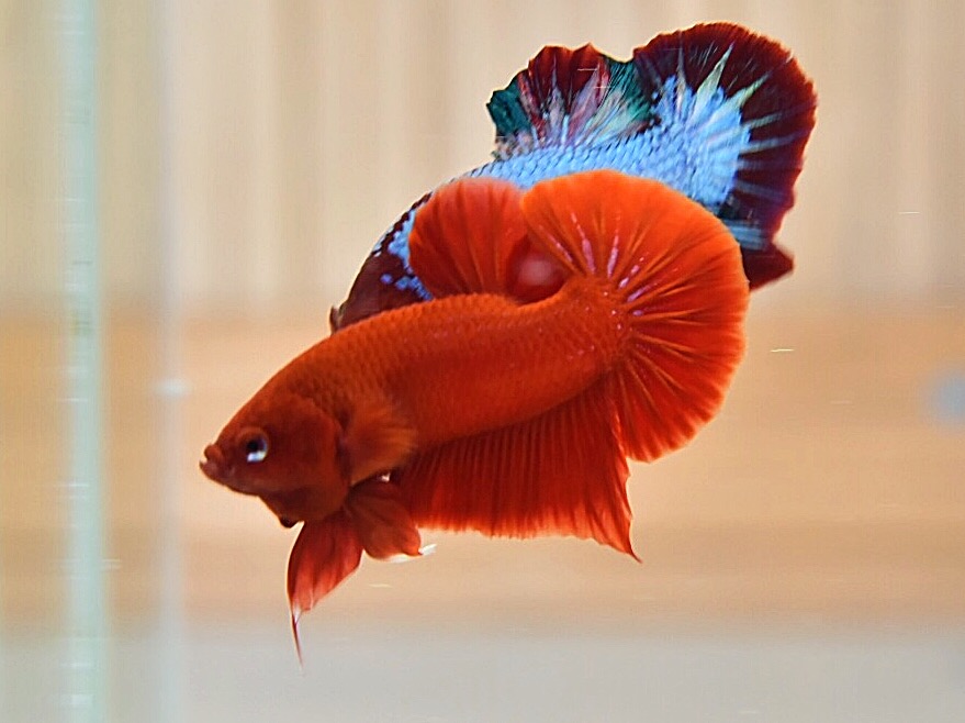 ปลากัดคัดเกรดครีบสั้น - Halfmoon Plakad Super Red Premium Quality Grade