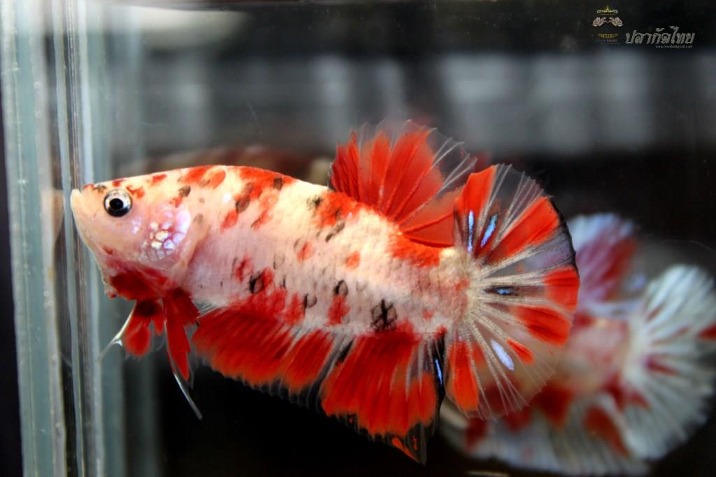 ปลากัดคัดเกรดครีบสั้น - Halfmoon Plakad Fancy Koi Premium Quality Grade