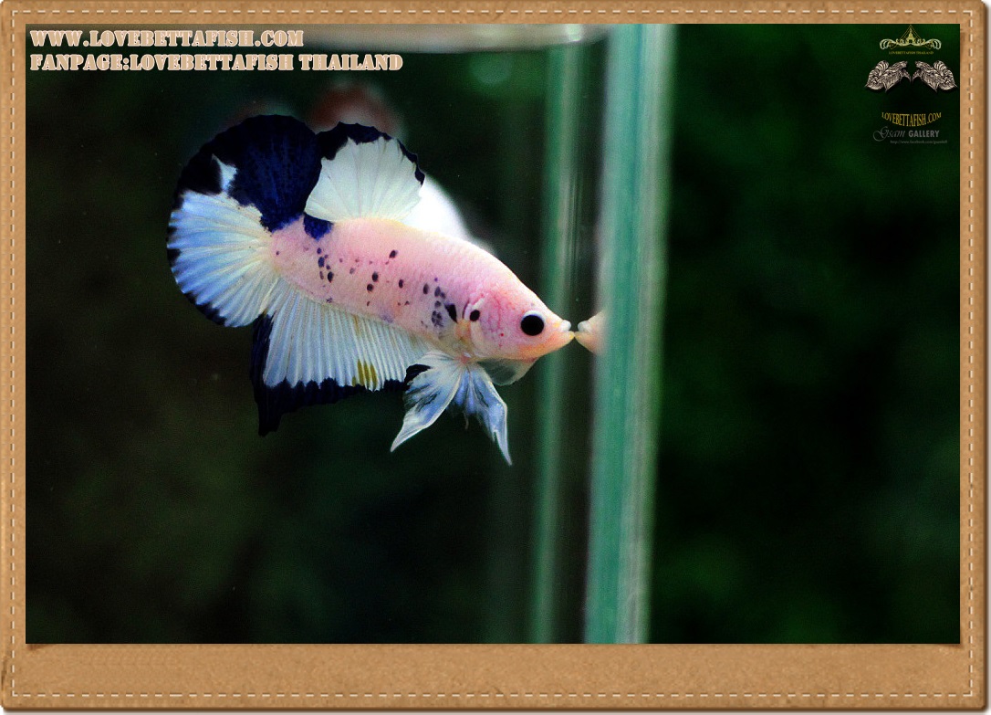 คัดเกรดปลากัดครีบสั้น- Halfmoon Plakat Fancy Marble Nice Quality Grade
