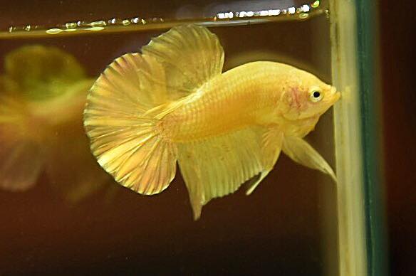 "ปลากัดสีทอง Super Gold" ปลากัดคัดเกรดครีบสั้น - Halfmoon Plakad Super Gold Quality Grade