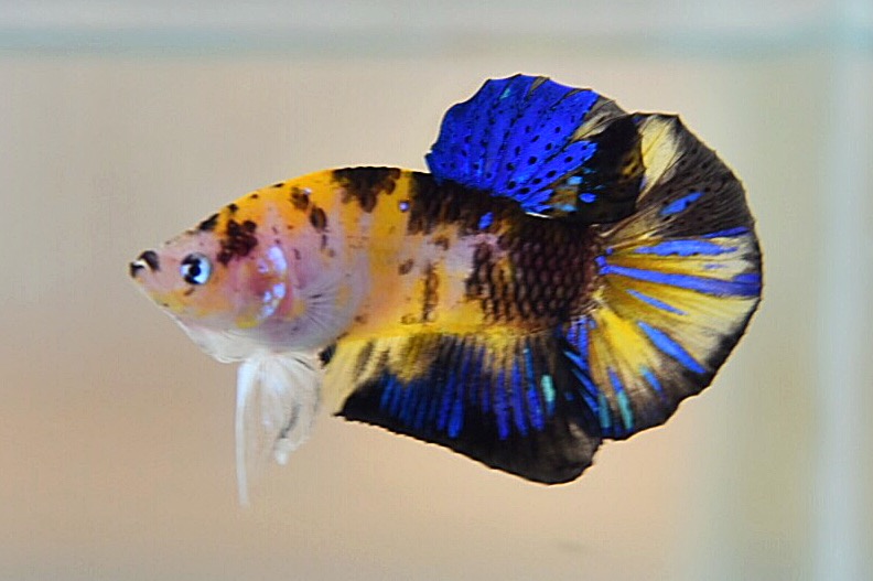 ปลากัดคัดเกรดครีบสั้น - Halfmoon Plakad Fancy Tiger Quality Grade