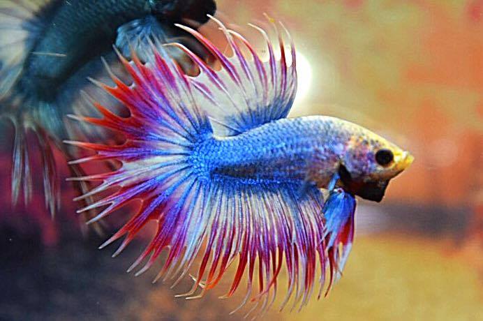 "ธงชาติไทย" ปลากัดคัดเกรดครีบยาวหางมงกุฎ - CrownTails Fancy Thailand Premium Quality Grade AAA+