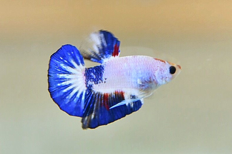 ปลากัดคัดเกรดครีบสั้น - Halfmoon Plakad Fancy Dragon Quality Grade